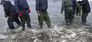 آغاز فصل صید ماهیان استخوانی در گیلان از امروز 9 آغاز فصل صید ماهیان استخوانی در گیلان از امروز