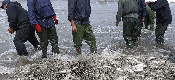 آغاز فصل صید ماهیان استخوانی در گیلان از امروز