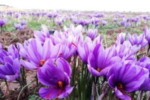 افزایش ۱۰ درصدی سطح زیرکشت زعفران در استان یزد 8 افزایش ۱۰ درصدی سطح زیرکشت زعفران در استان یزد