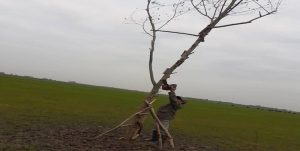 جمع آوری بیش از ۷۰ رشته تله زنده گیری پرندگان شکاری توسط محیط بانان گیلانی 5 جمع آوری بیش از ۷۰ رشته تله زنده گیری پرندگان شکاری توسط محیط بانان گیلانی