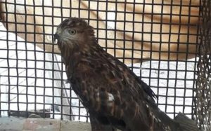 دستگیری قاچاقچی گونه های حیات وحش با مجموعه ای از پرندگان شکاری 8 دستگیری قاچاقچی گونه های حیات وحش با مجموعه ای از پرندگان شکاری