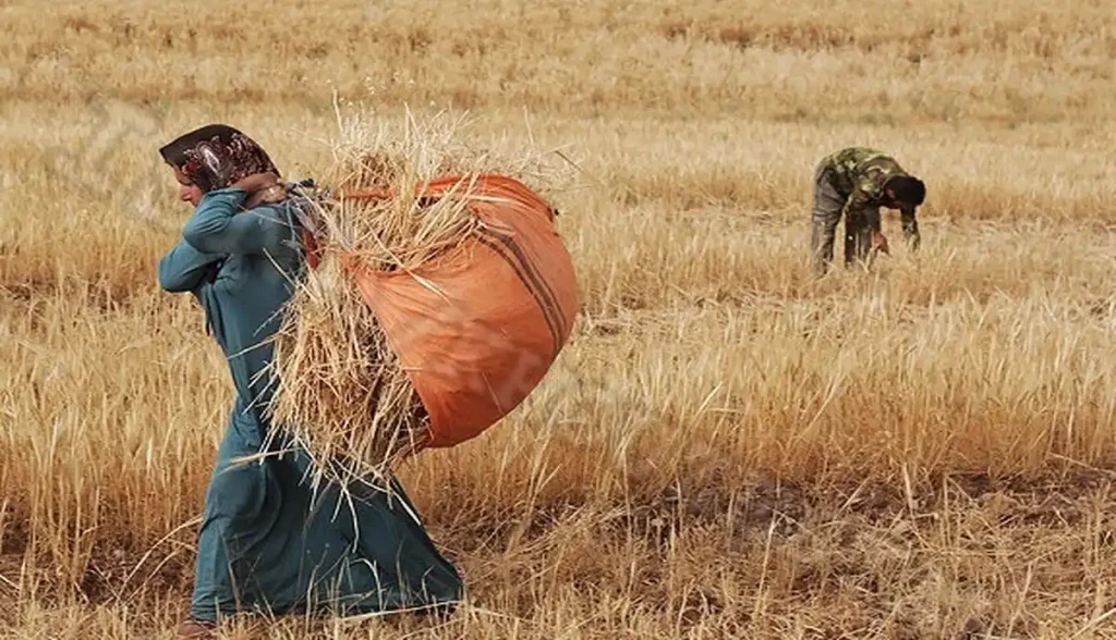 دولت جریمه تاخیر پول گندم را بپردازد / منطقی باشیم به دولت محصول نمی‌فروشیم!