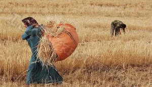 دولت جریمه تاخیر پول گندم را بپردازد / منطقی باشیم به دولت محصول نمی‌فروشیم!