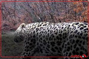 خودنمایی نوروزی پلنگ‌های مازندران