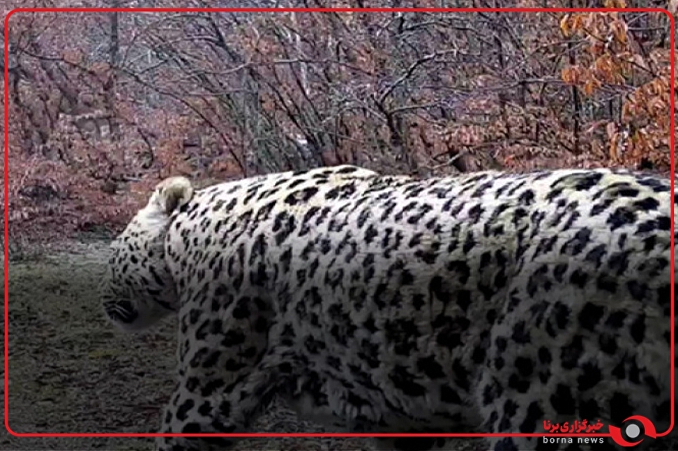 خودنمایی نوروزی پلنگ‌های مازندران