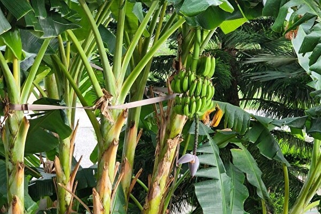 ساخت پانسمان با استفاده از ضایعات درخت موز