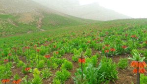 ۹ مقصد گردشگری دلنشین برای فرار از گرمای تابستان_دلخوش 7 جاهای دیدنی کوهرنگ که نفستان را بند میآورد