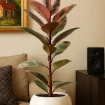 🌿 فیکوس؛ رفیق سبزی که هیچ‌وقت قهر نمی‌کند!